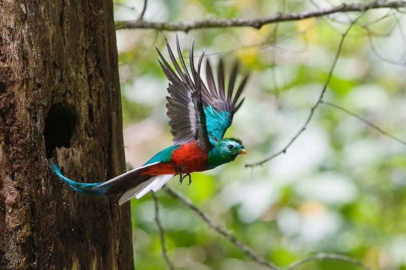 Quetzal resplendissant - Costa Rica