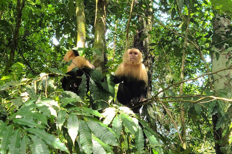 Singes capucins au parc national Manuel-Antonio - Puntarenas - Costa Rica