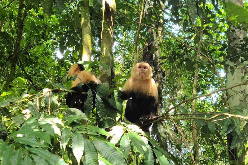 Singes capucins au parc national Manuel-Antonio - Puntarenas - Costa Rica