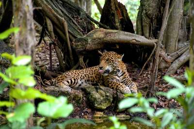 voyage Sur les traces des animaux de la Jungle !