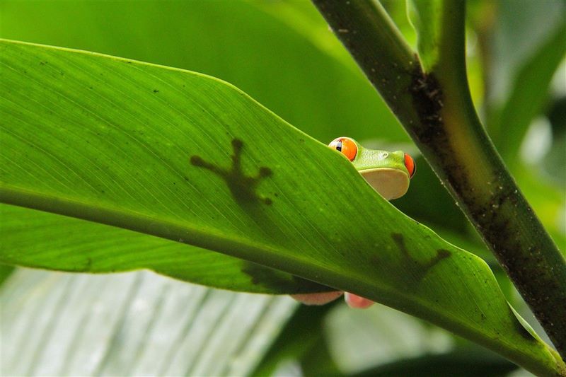 Le Costa Rica sans concession