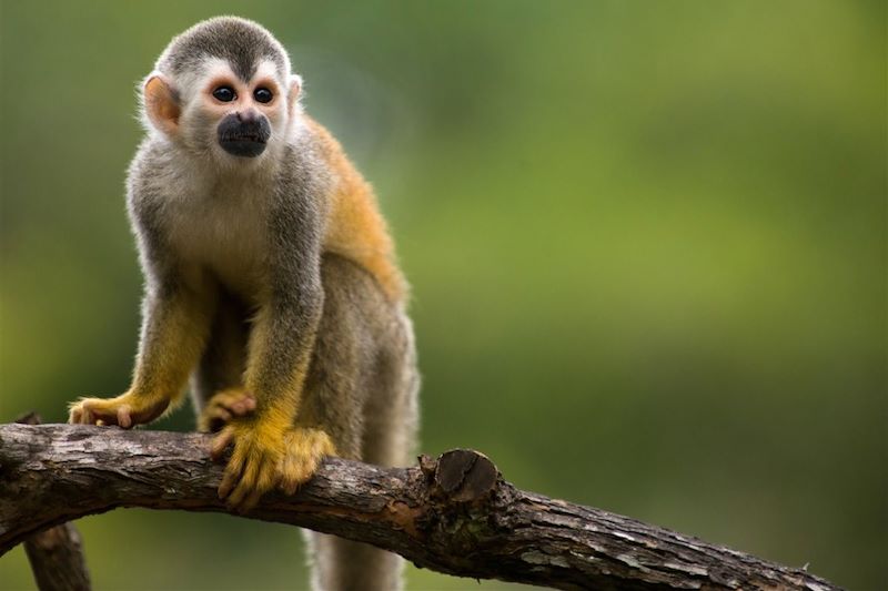 Le Costa Rica sans concession