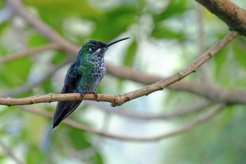 Colibri dans le parc national du volcan Poas - Province d'Alajuela - Costa Rica
