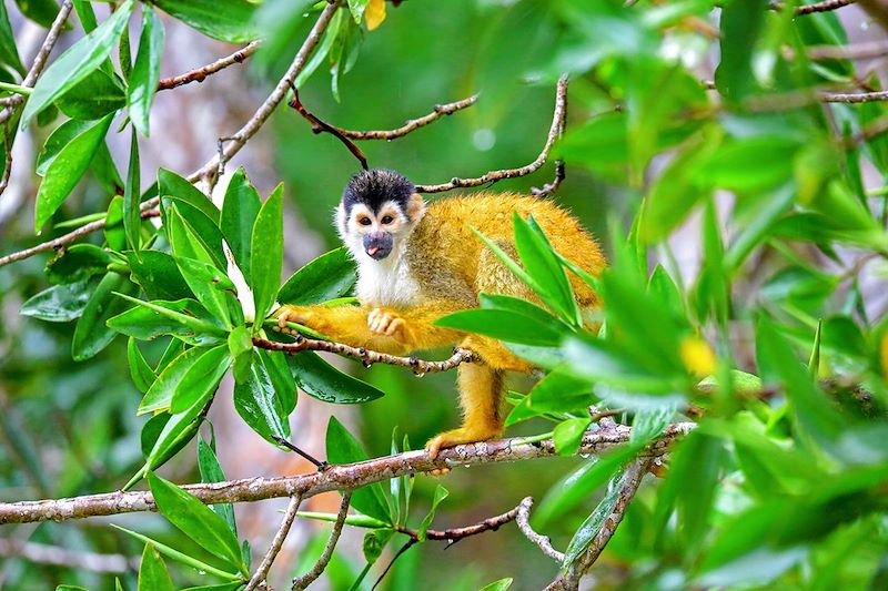 Du Rio Sierpe au parc national Corcovado - Costa Rica