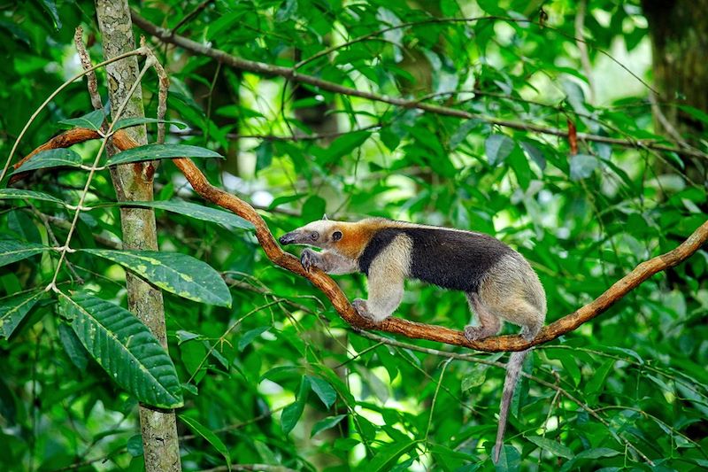 Le Costa Rica sans concession