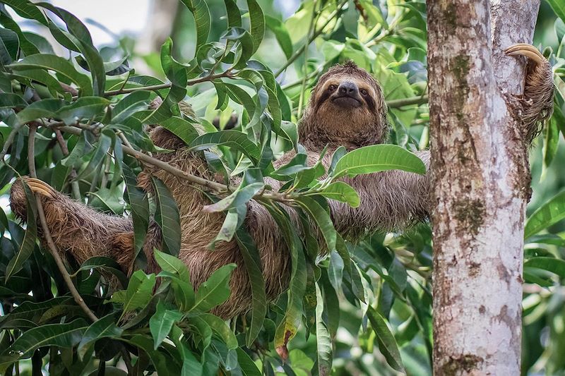 Paresseux - Costa Rica