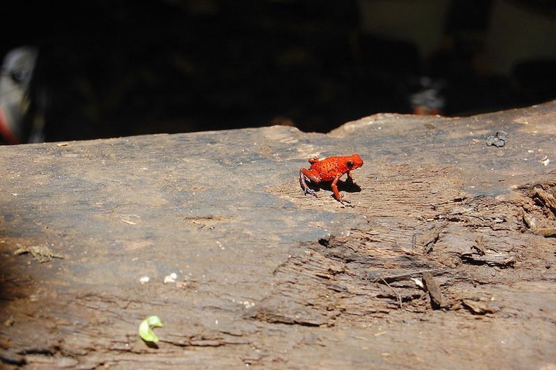 Grenouille - Costa Rica