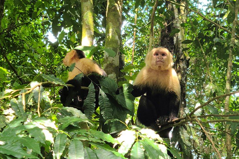 Singes capucins au parc national Manuel-Antonio - Puntarenas - Costa Rica