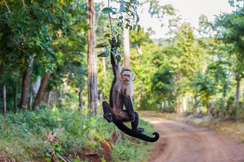 Sapajou capucin - Riu - Guanacaste - Costa Rica