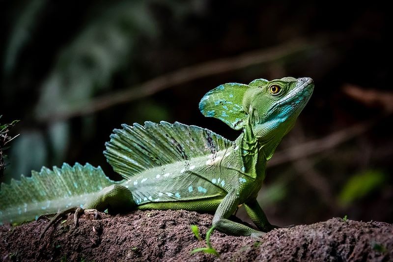 Lézard Jésus-Chris à Tortuguero - Costa Rica