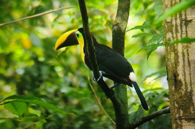 Toucan à la station Sirena - Parc national Corcovado - Costa Rica