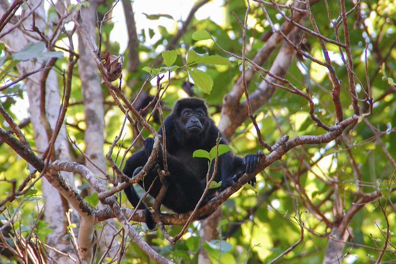 Singe dans les arbres - Costa Rica
