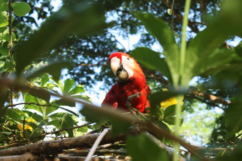 Ara dans le parc national de Carara - Costa Rica