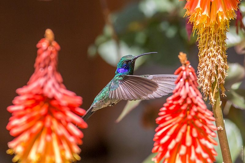 Colibri - San Gerardo de Dota - Province de San Jose - Costa Rica