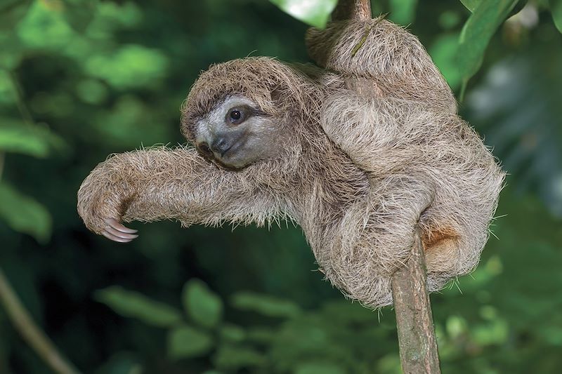 Paresseux - Costa Rica