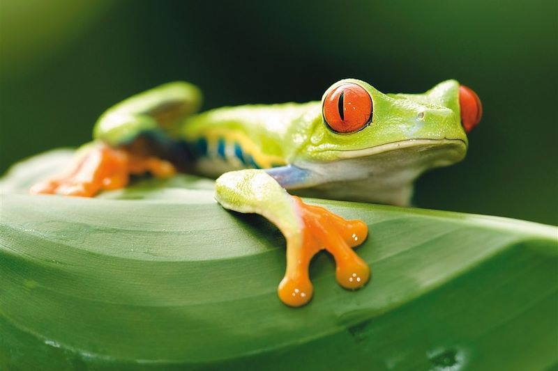 Une semaine au pays de l'or vert ! 