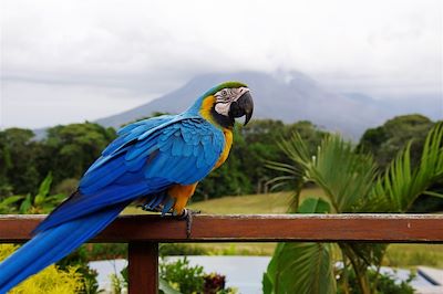 voyage Une semaine au pays de l'or vert ! 