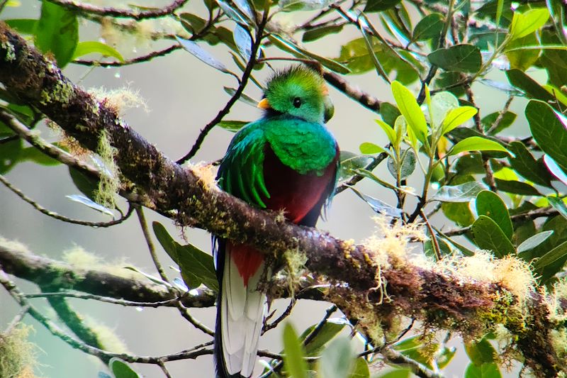 Quetzal à San Gerardo de Dota - Costa Rica