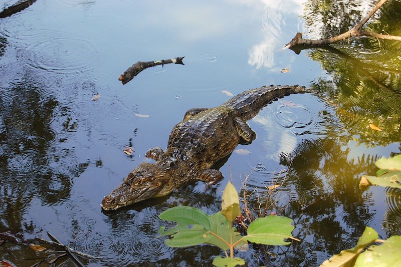 Crocodile dans la rivière Tárcoles - Costa Rica