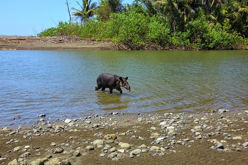 Tapir au Costa Rica