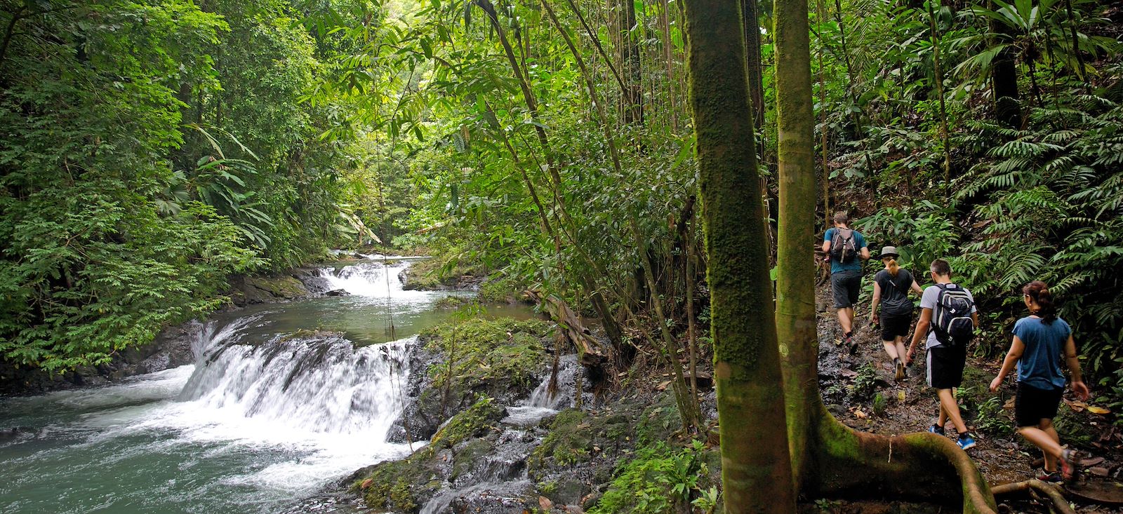 Image Trek du Quetzal à la jungle du Corcovado
