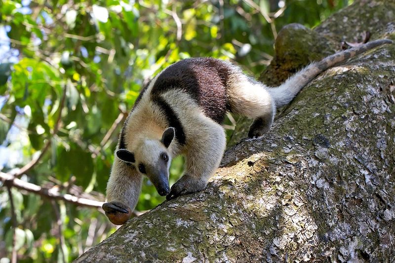 Tamandua dans le Parc National du Corcovado - Costa Rica