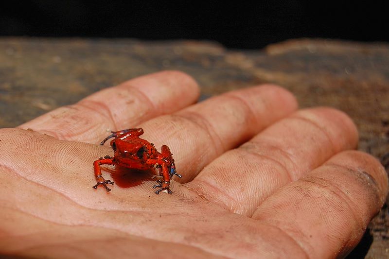 Grenouille - Costa Rica