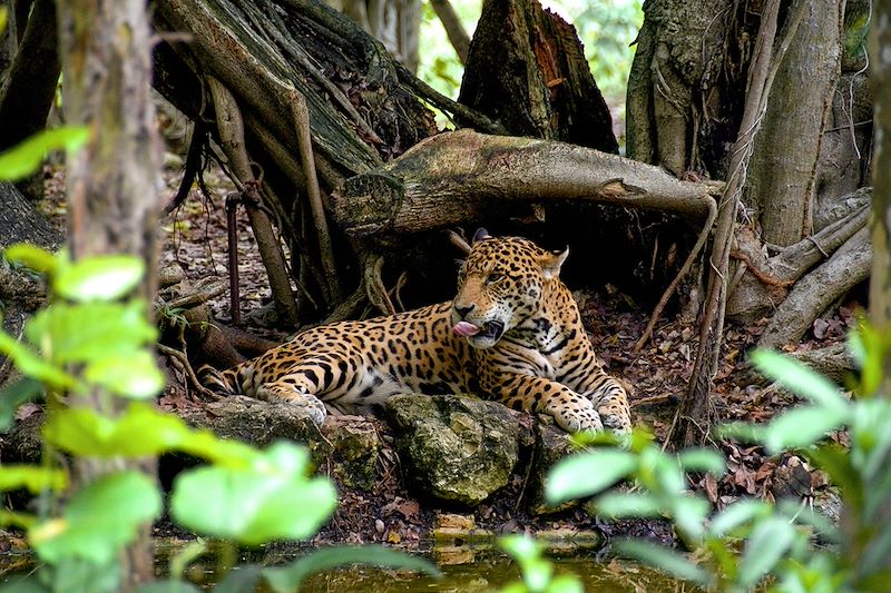 Jaguar - Costa Rica