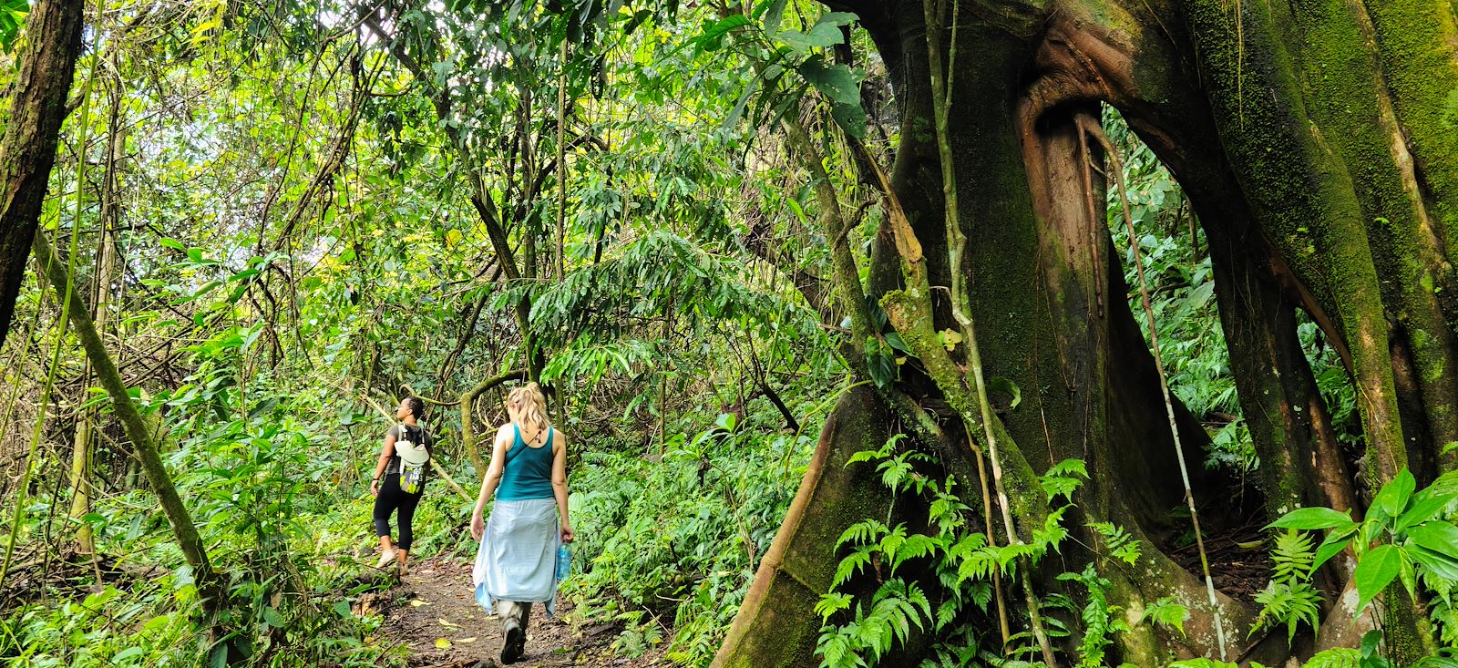 Image Trek du Quetzal à la jungle du Corcovado