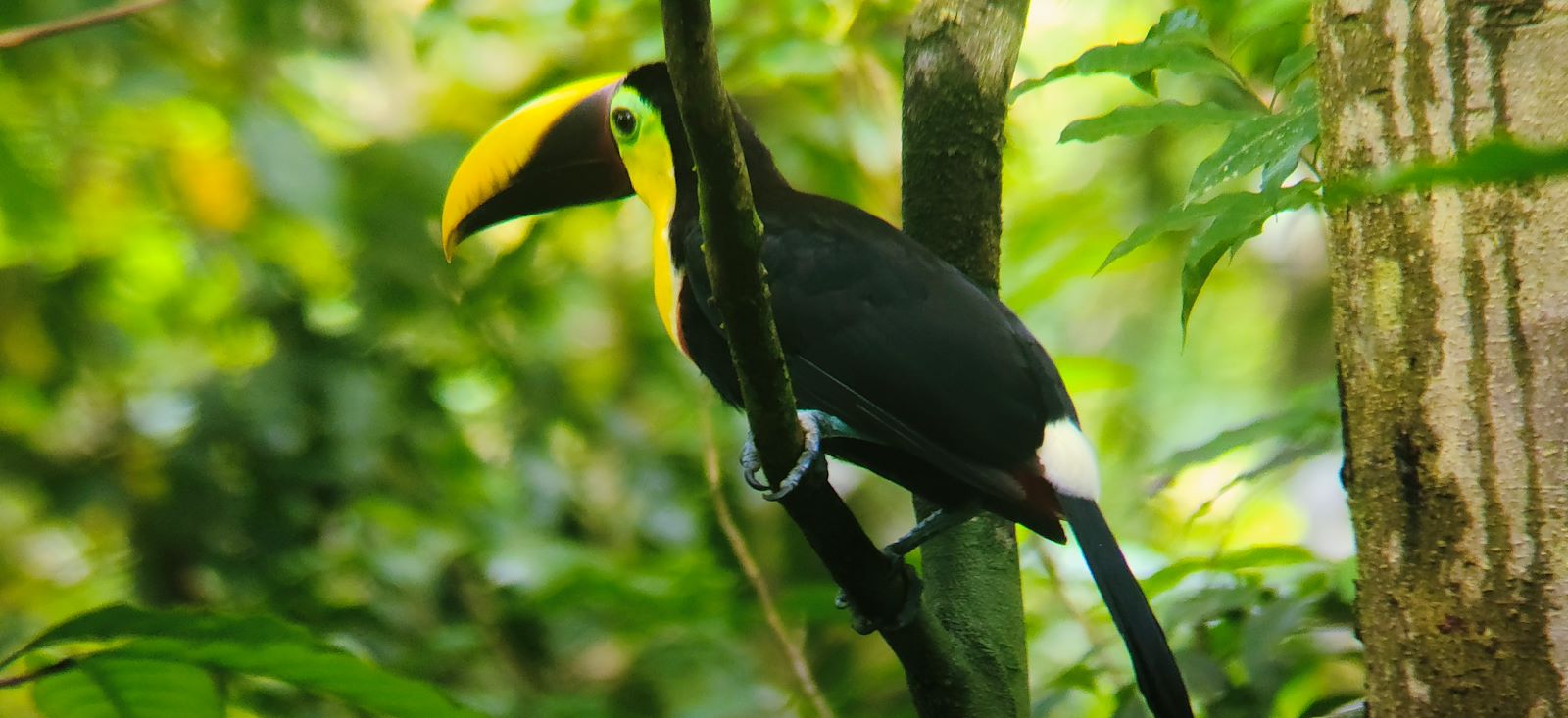 Image Trek du Quetzal à la jungle du Corcovado