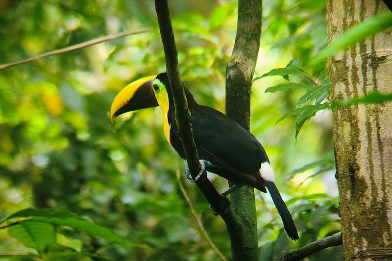 Toucan à la station Sirena - Parc national Corcovado - Costa Rica