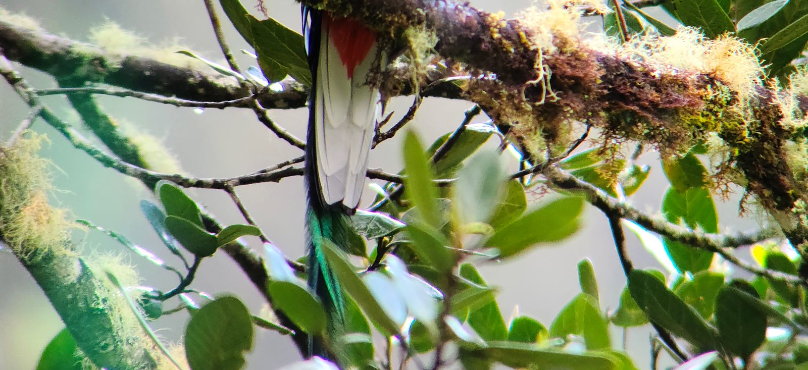 Image Trek du Quetzal à la jungle du Corcovado