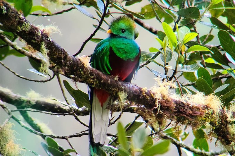 Quetzal à San Gerardo de Dota - Costa Rica
