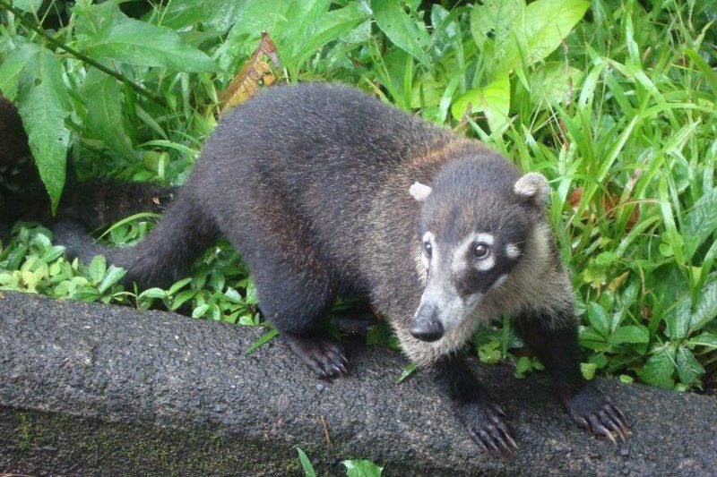 Trésors du Costa Rica 