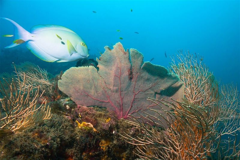 Fonds marins - Isla del Caño - Costa Rica