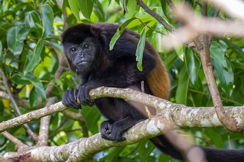 Singe hurleur - Costa Rica