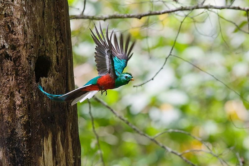 Quetzal resplendissant - Costa Rica