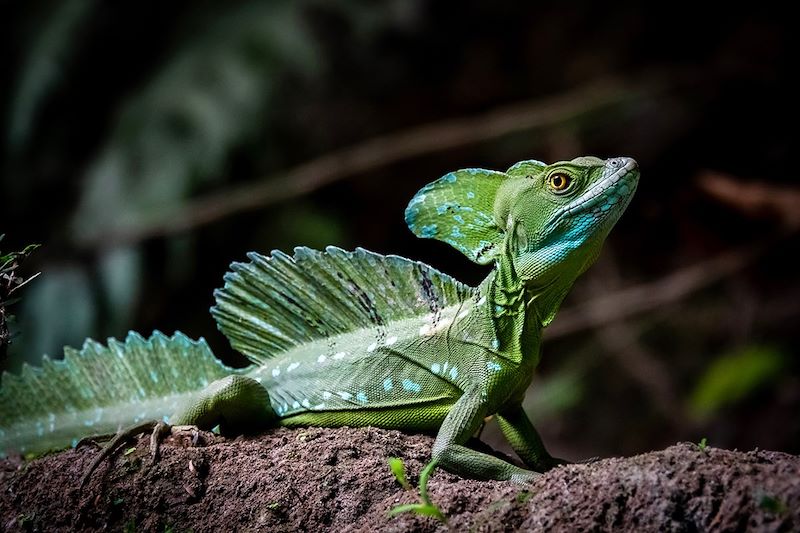 Trésors du Costa Rica 