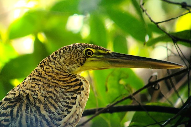 Onoré du Mexique à la station San Pedrillo - Parc national du Corcovado - Costa Rica