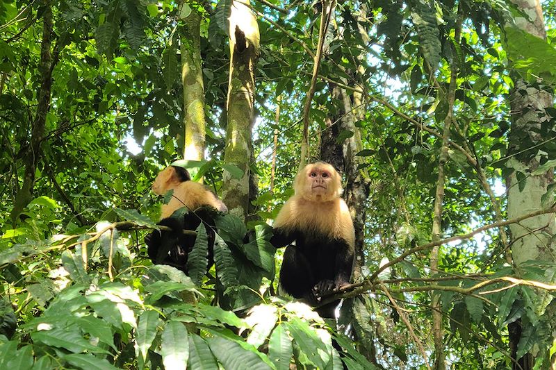 Singes capucins au parc national Manuel-Antonio - Puntarenas - Costa Rica