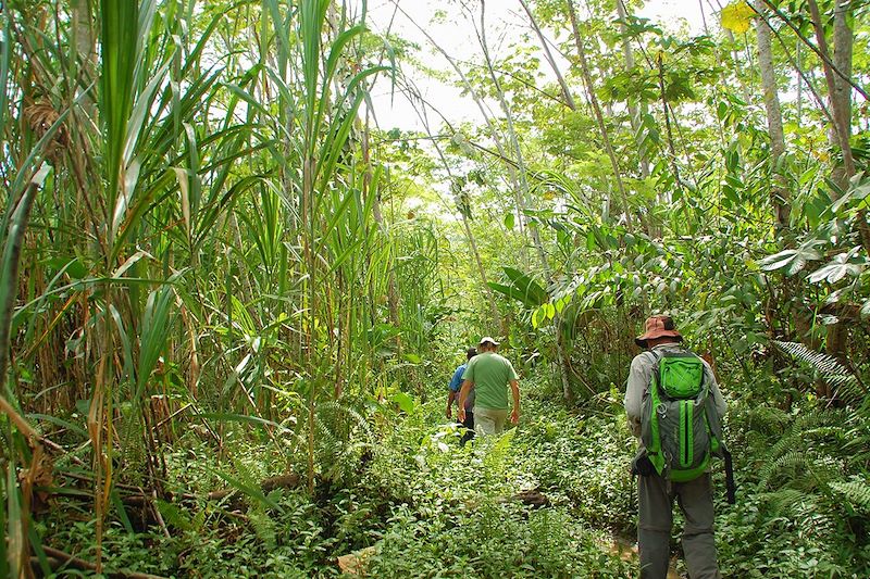 Randonnée en forêt - Territoire Bri Bri - Costa Rica 