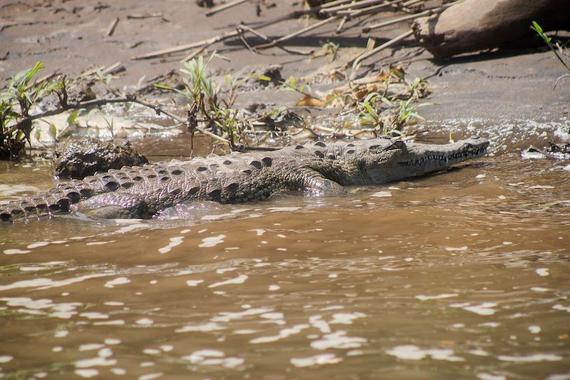 Crocodile - Rio Tarcoles - Costa Rica