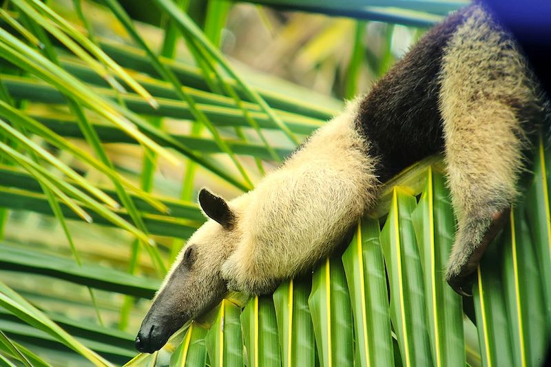 Fourmilier (Tamandua) à la station San Pedrillo - Parc national du Corcovado - Costa Rica