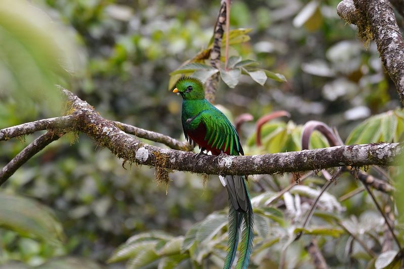Quetzal - Costa Rica
