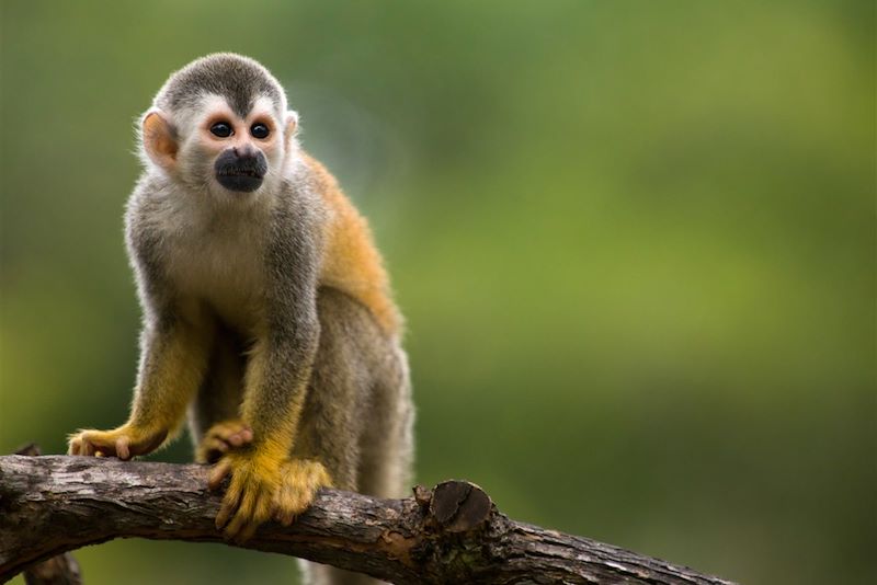 Singe-écureuil dans le parc national Manuel Antonio - Costa Rica - Amérique centrale