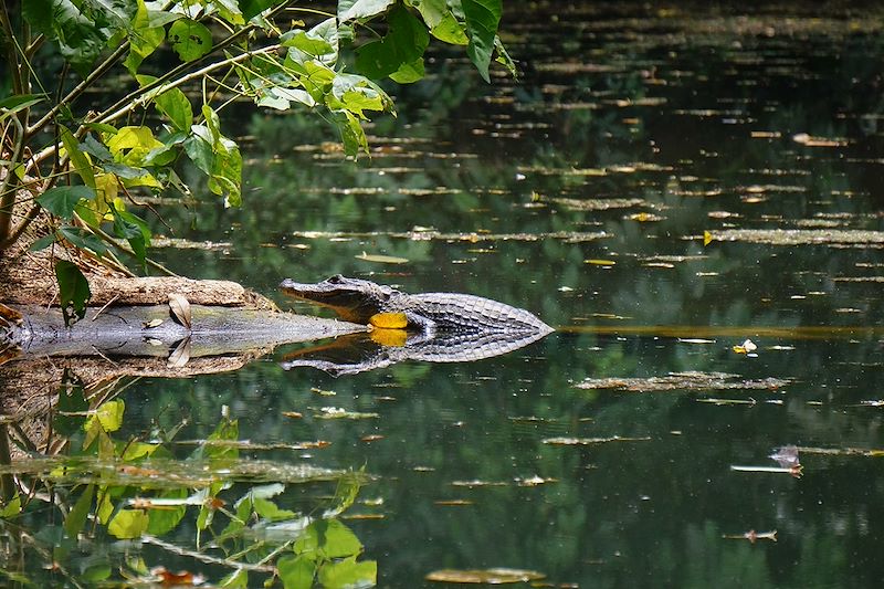 Caiman sortant de l'eau - Réserve de Danaus - Costa Rica