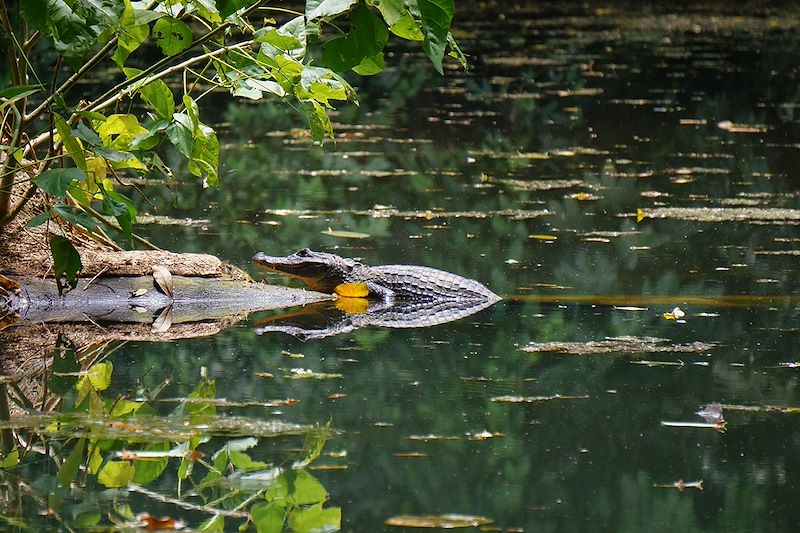 Sur les traces des animaux de la Jungle !