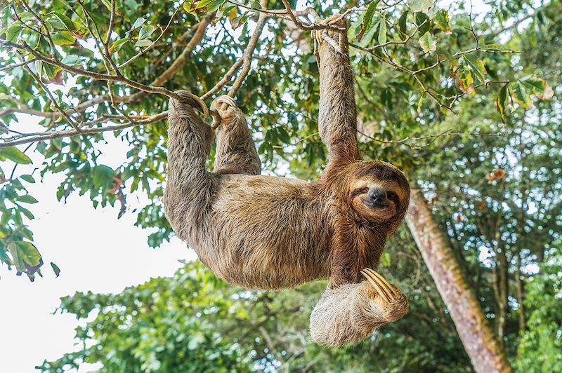 Paresseux au Costa Rica