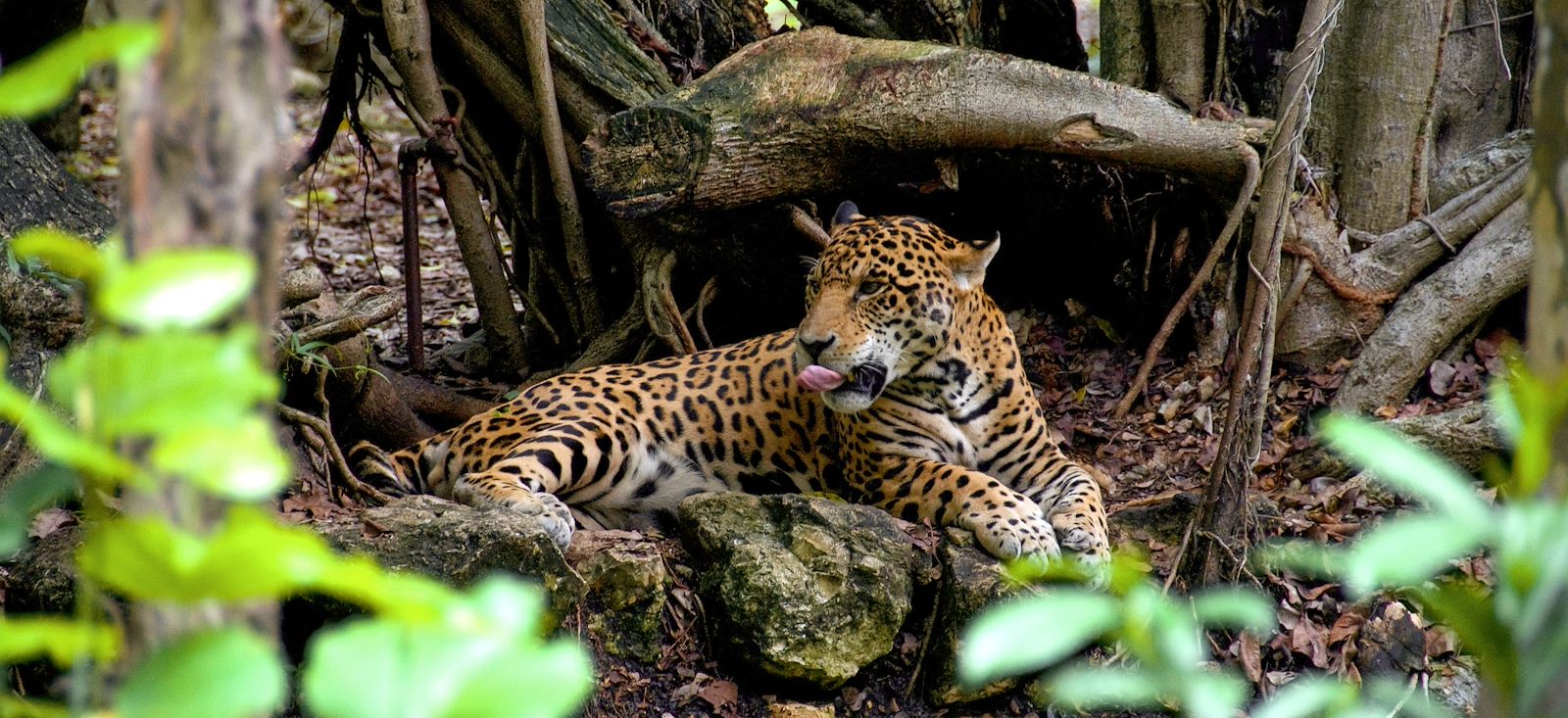 Sur les traces des animaux de la Jungle !