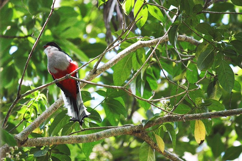 Tocororo, emblème de Cuba